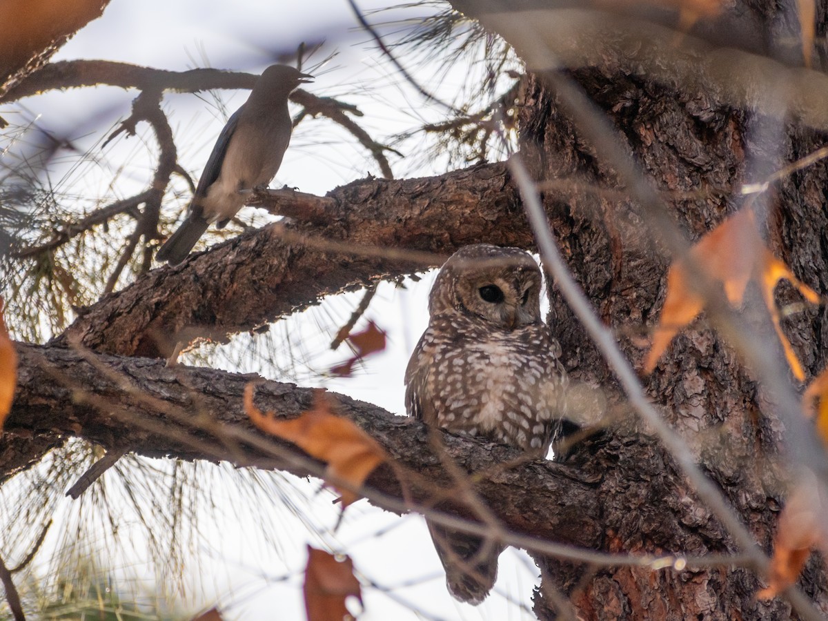 Spotted Owl (Mexican) - ML614297323
