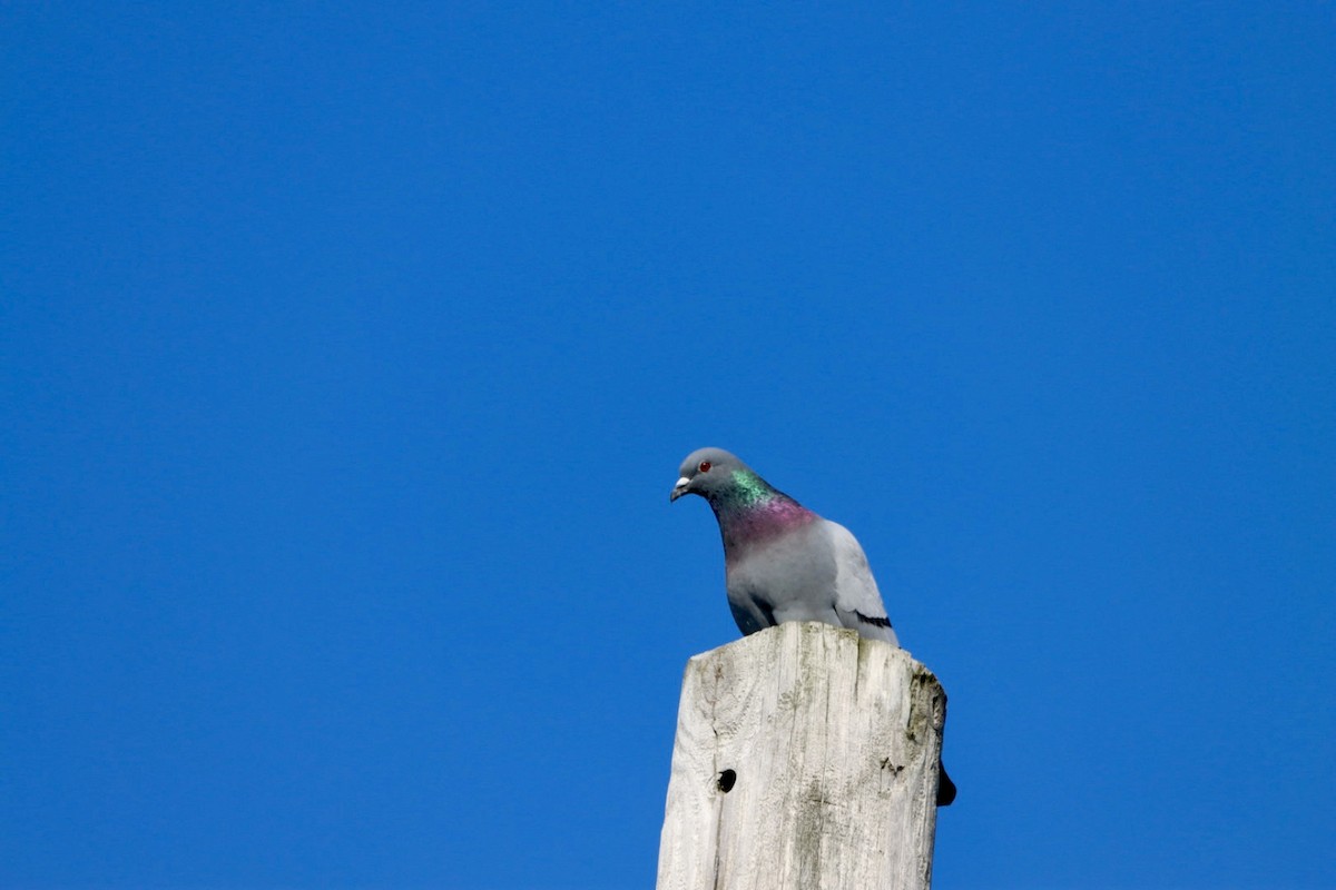 Rock Pigeon (Feral Pigeon) - ML614297354