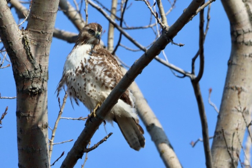 Red-tailed Hawk - ML614297368