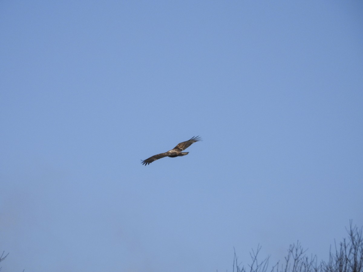 Pennsylvania Bird Atlas Checklist 1 Feb 2024 3009 Ridge Road