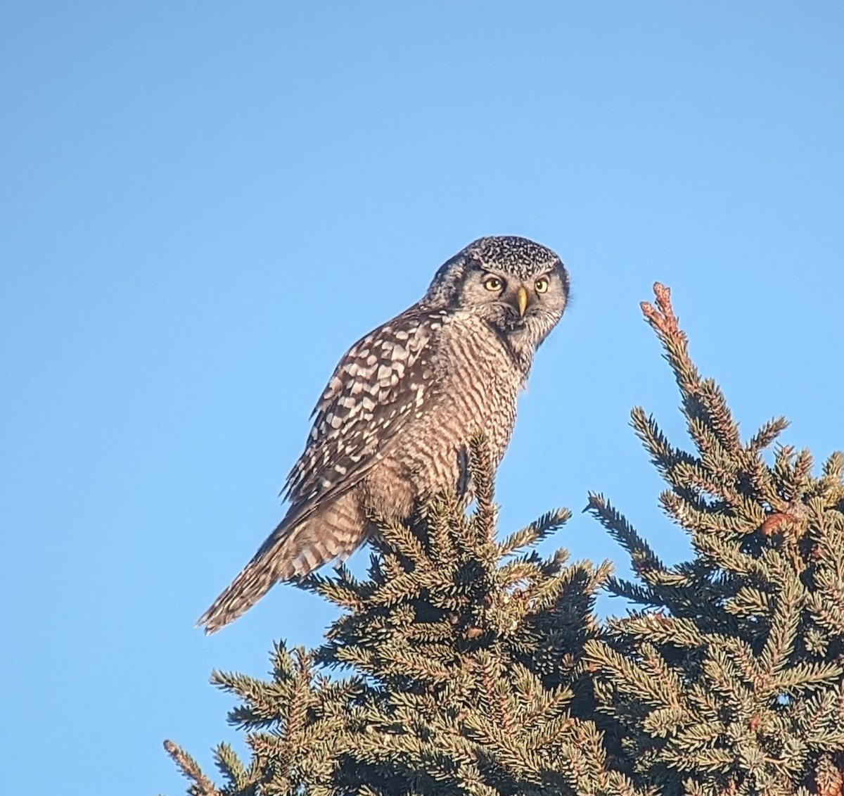 Northern Hawk Owl - ML614297628