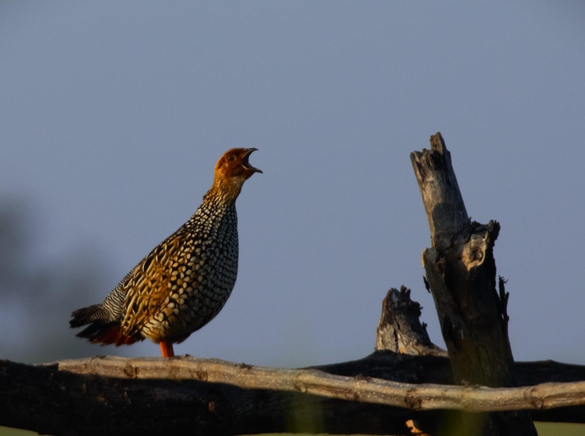 Painted Francolin - ML614297662