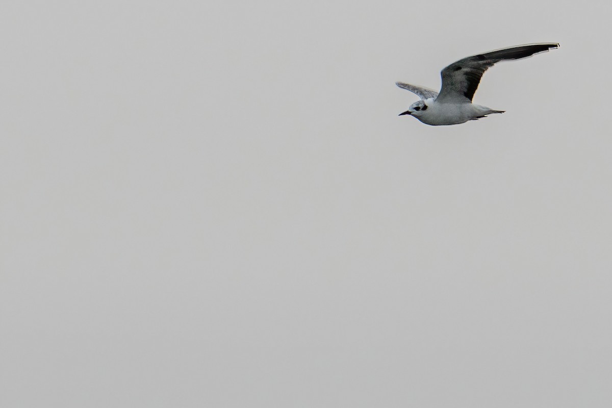 White-winged Tern - ML614297751