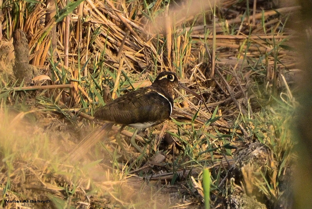 Greater Painted-Snipe - ML614297990