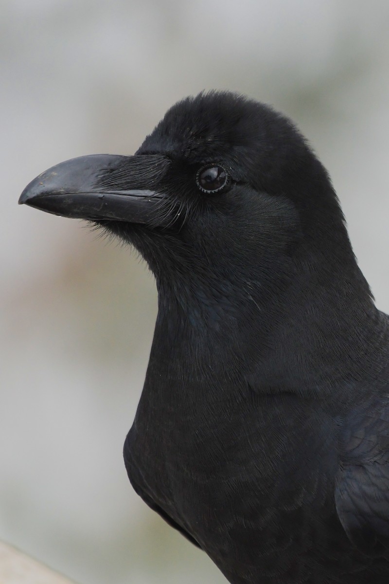 Large-billed Crow (Large-billed) - ML614298128