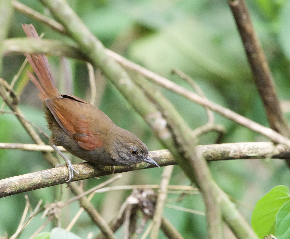 Gray-bellied Spinetail - ML614298195