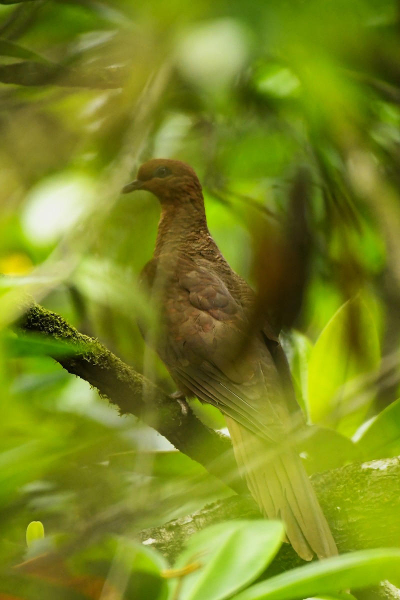 Andaman Cuckoo-Dove - ML614298211