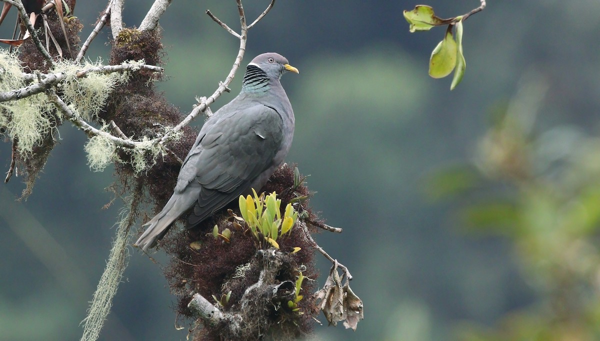 Band-tailed Pigeon - Richard Greenhalgh