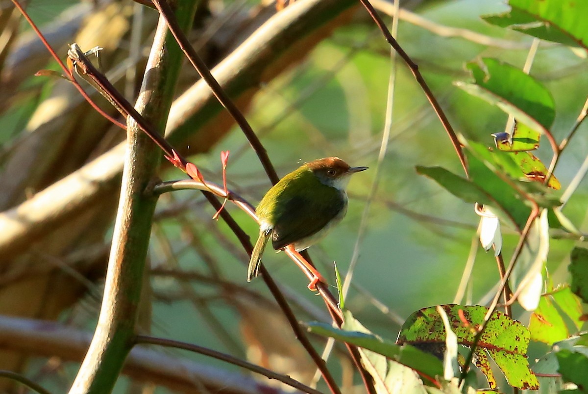 Common Tailorbird - Fanis Theofanopoulos (ASalafa Deri)