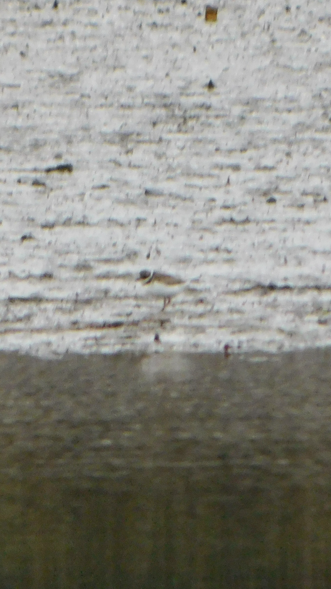 Semipalmated Plover - ML614298407