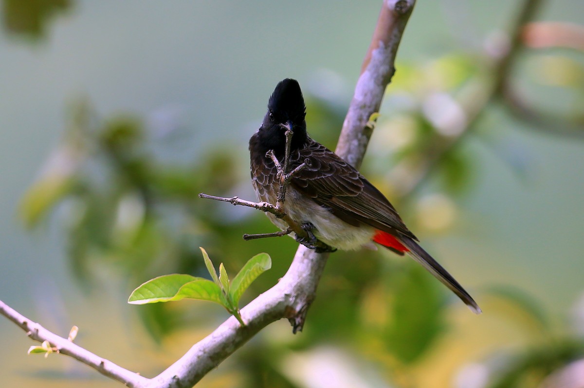 Red-vented Bulbul - ML614298477