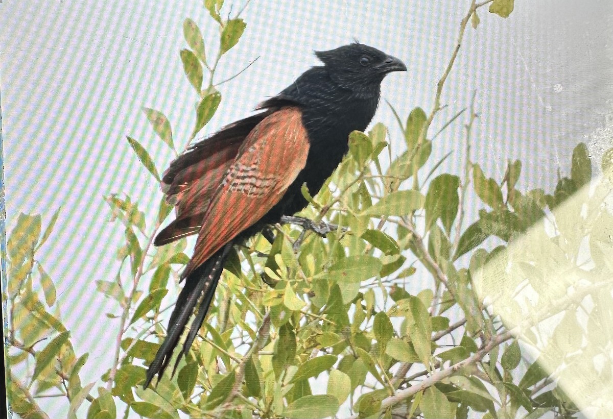 Black Coucal - Marc Cronje- Nature Travel Birding