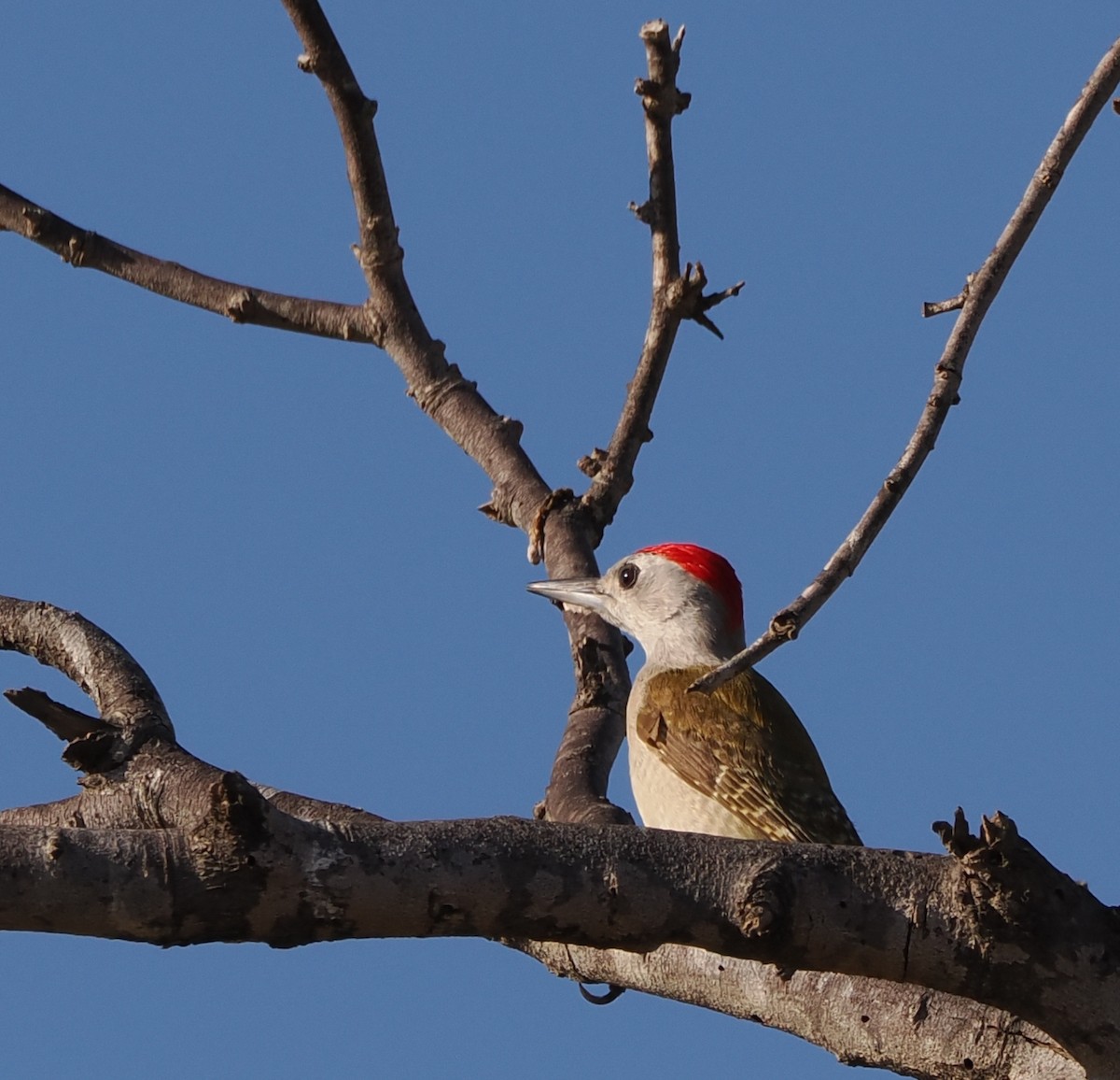 African Gray Woodpecker - Paul Koker