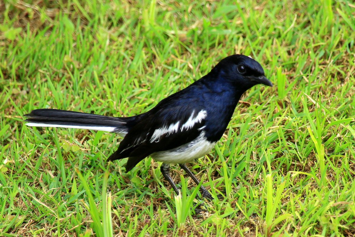 Oriental Magpie-Robin (Oriental) - Fanis Theofanopoulos (ASalafa Deri)