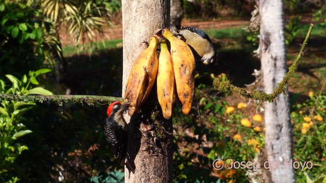 Black-cheeked Woodpecker - ML614298978