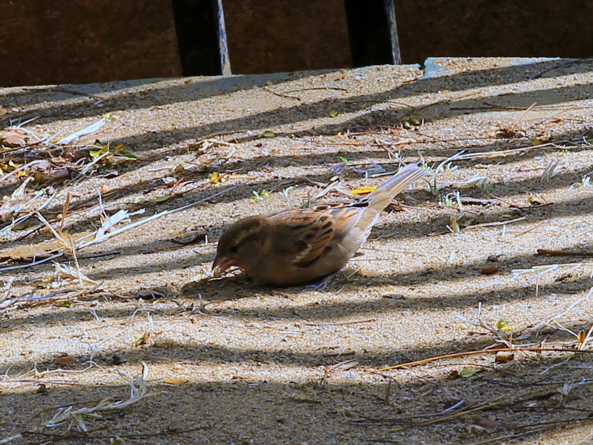 House Sparrow (Indian) - ML614299093