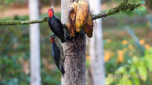 Black-cheeked Woodpecker - ML614299207