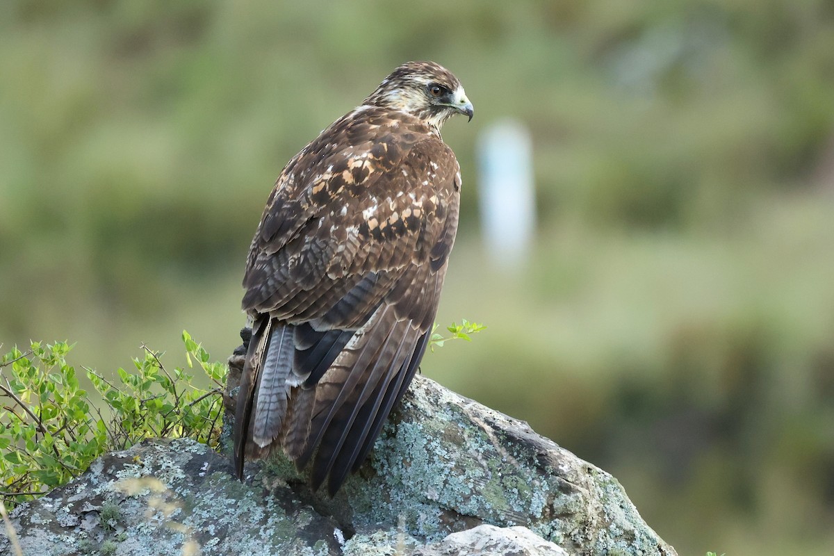 Variable Hawk - Daniel Engelbrecht - Birding Ecotours