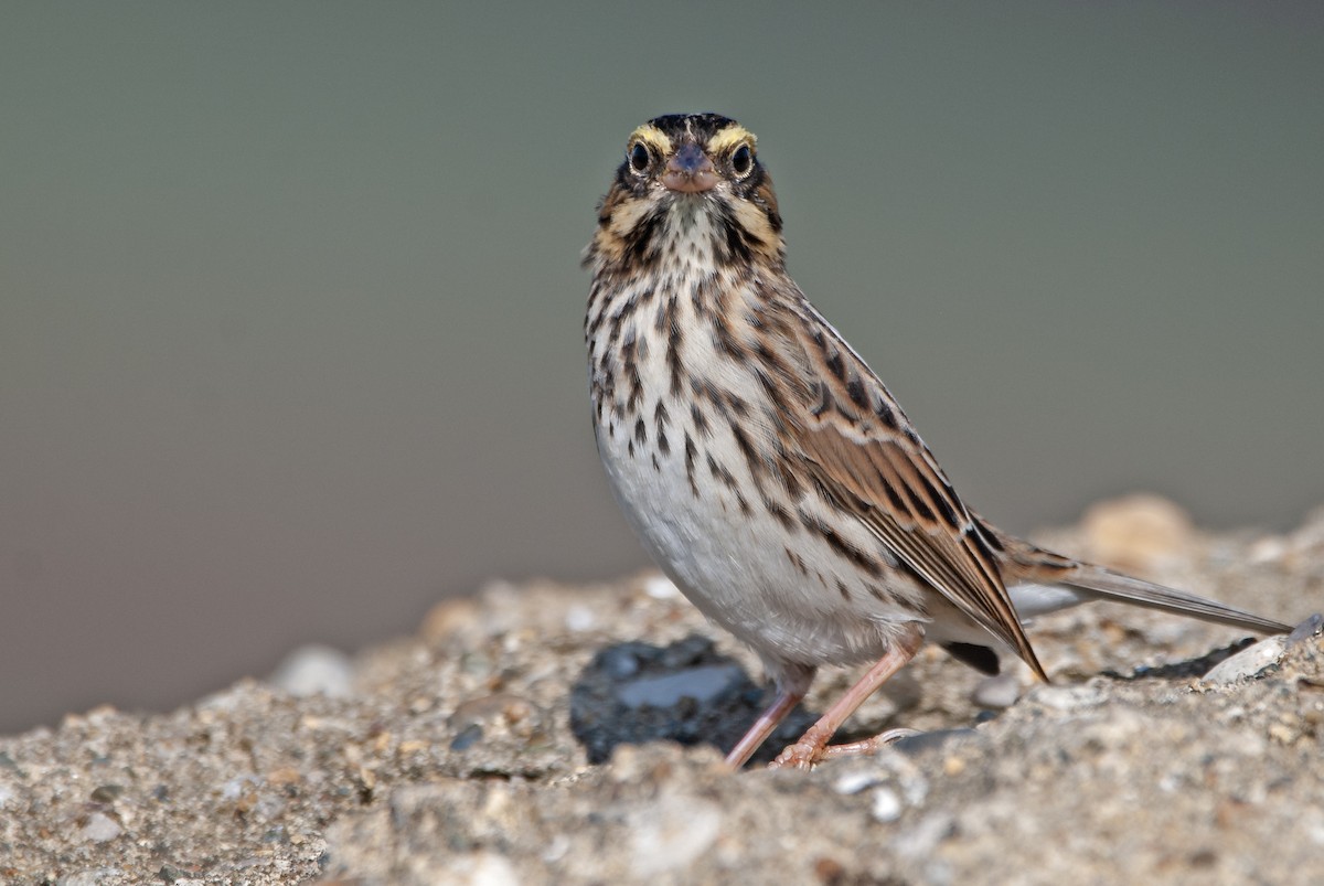 Savannah Sparrow - ML614299465