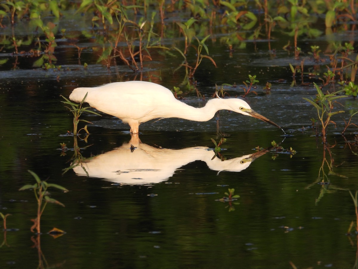 Little Egret - Praveen Tangirala