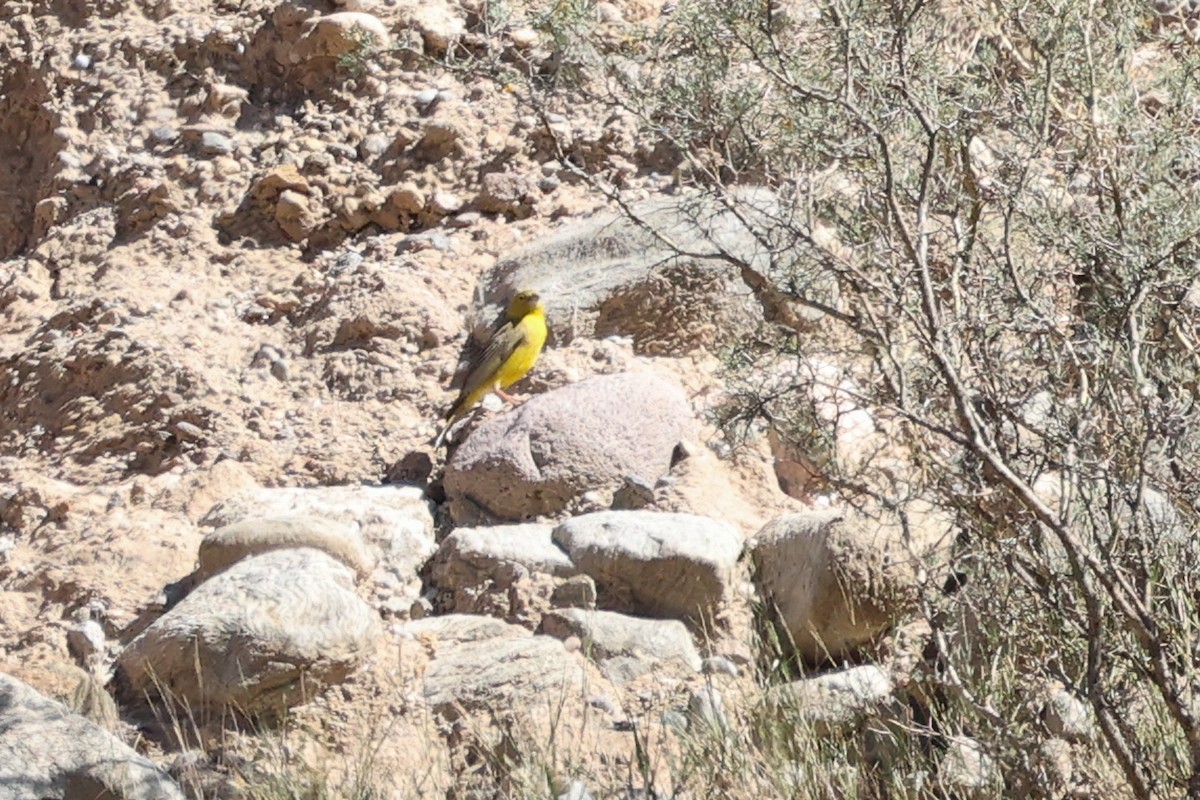 Monte Yellow-Finch - Daniel Engelbrecht - Birding Ecotours