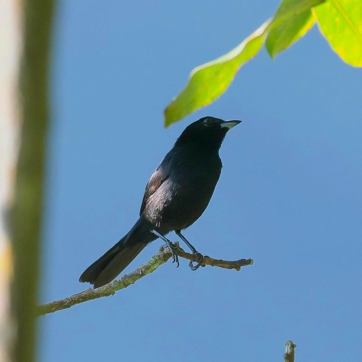 Red-shouldered Tanager - ML614299872