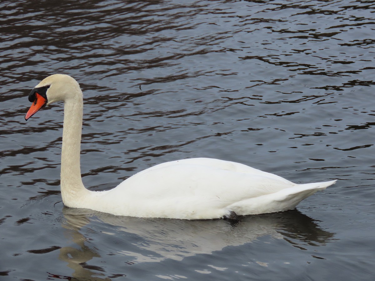 Mute Swan - Stollery & Flood