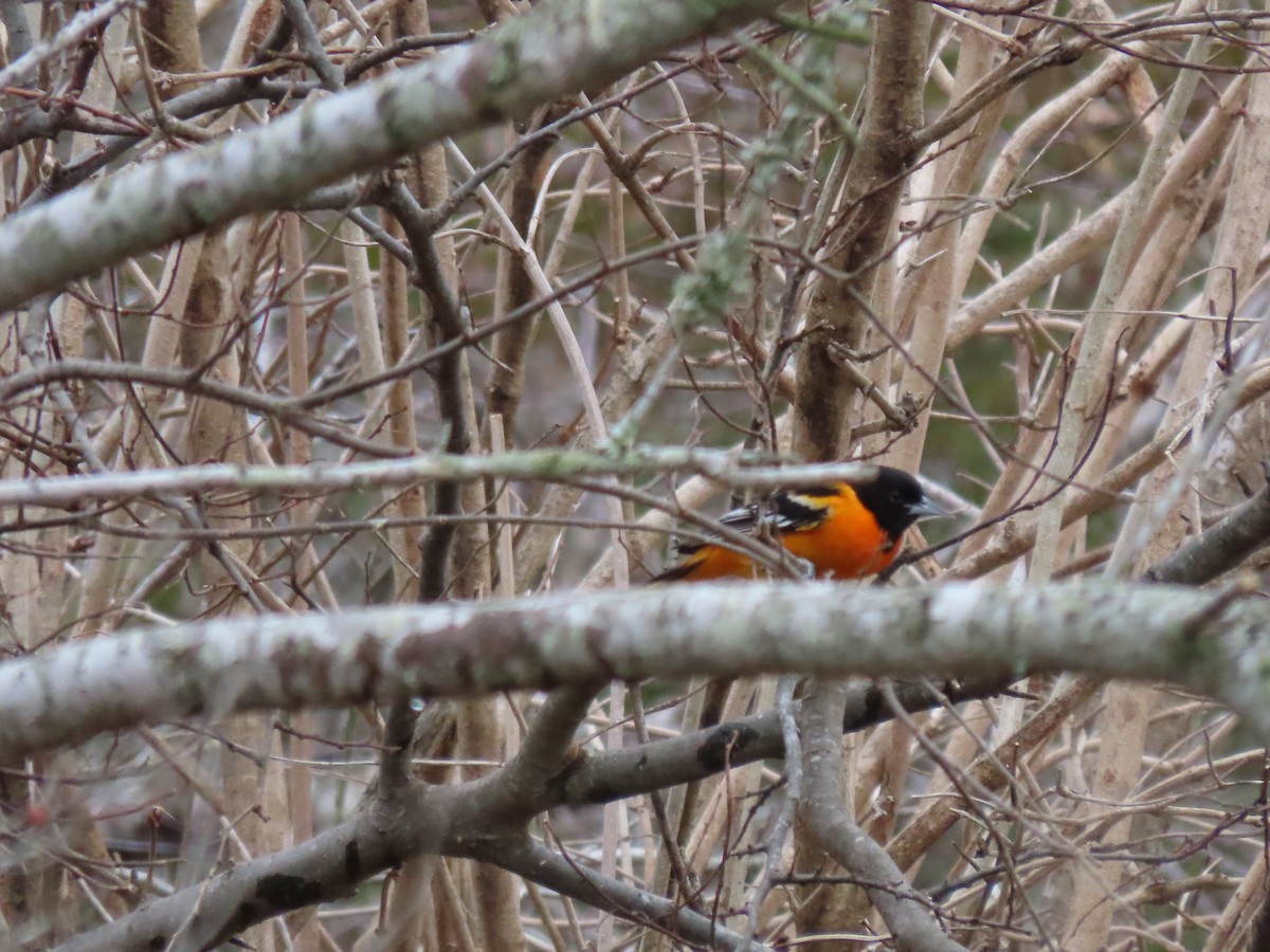 Baltimore Oriole - Stollery & Flood