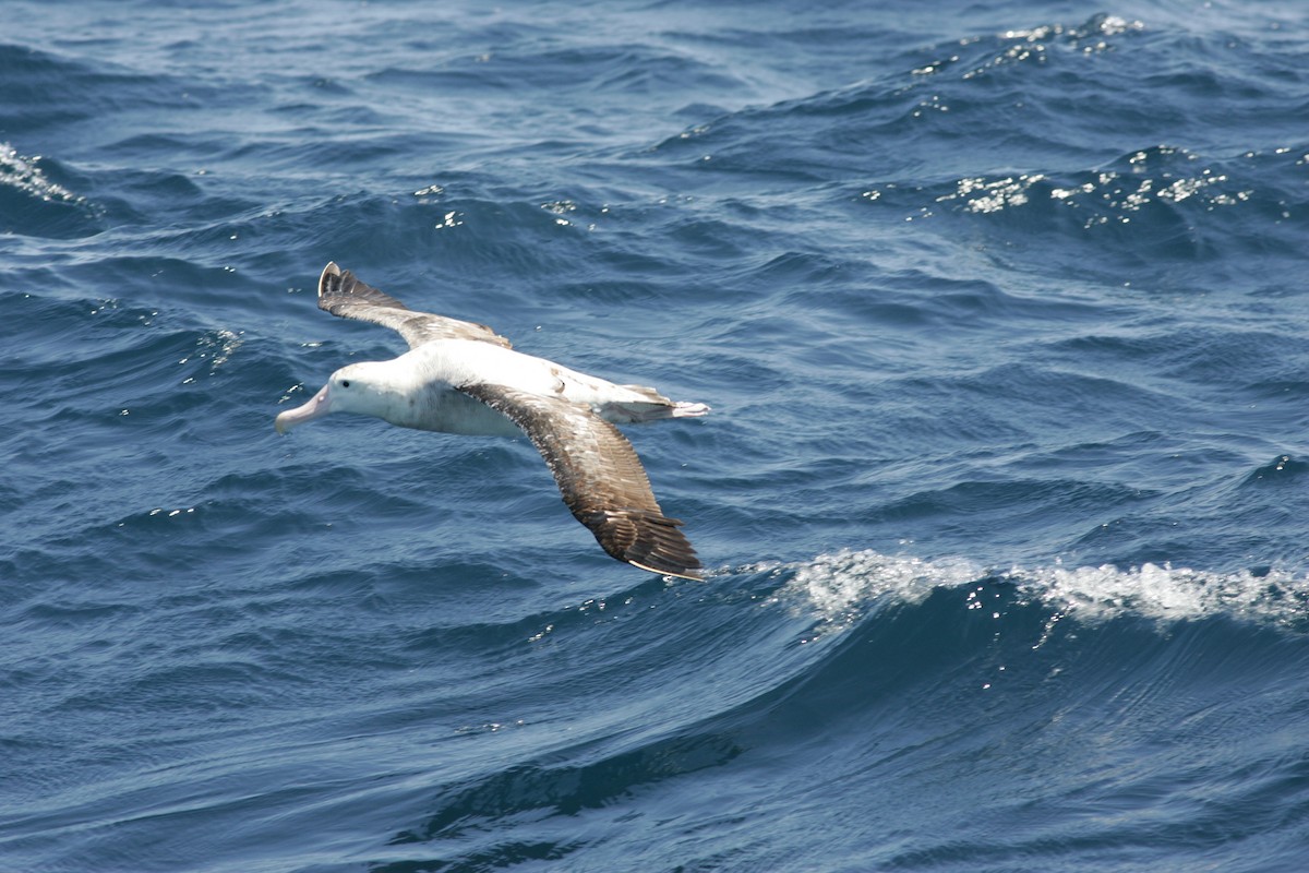 Antipodean Albatross (gibsoni) - ML614300099