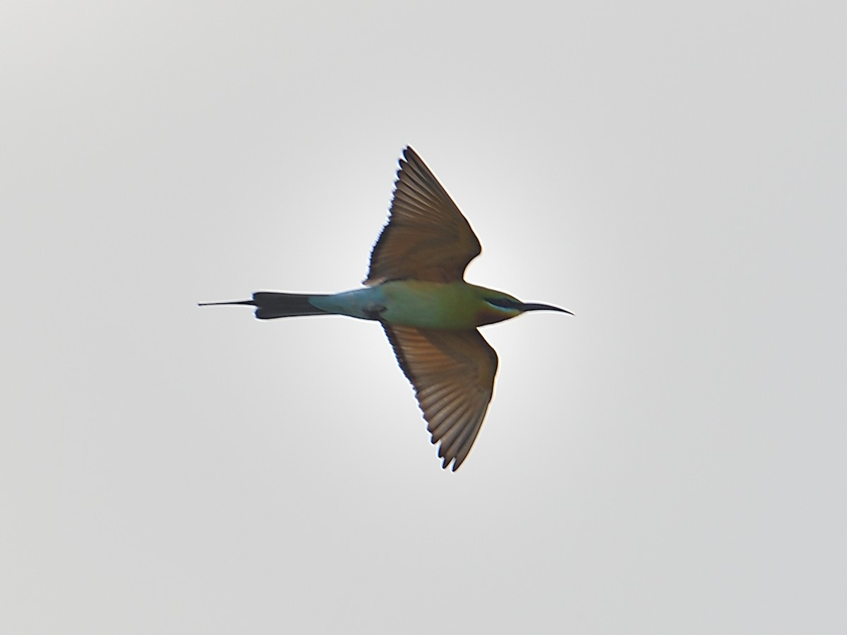 Blue-throated Bee-eater - ML614300108
