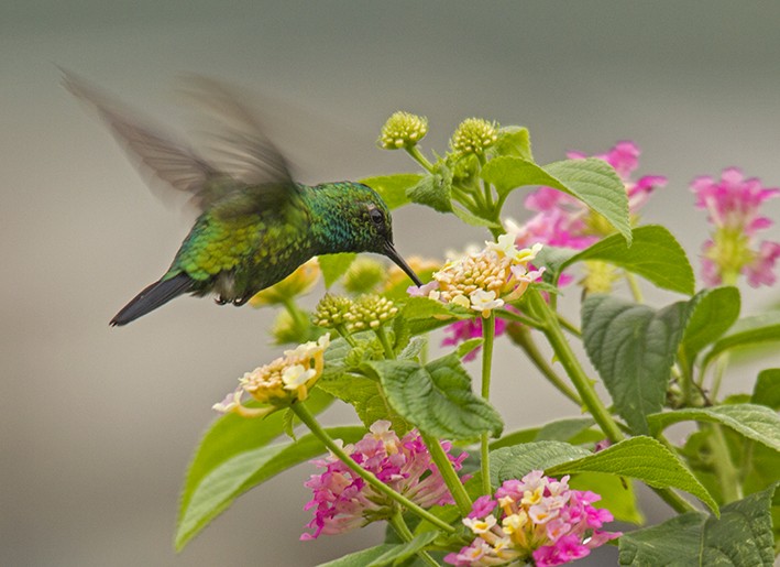 kolibřík modroocasý - ML614300396