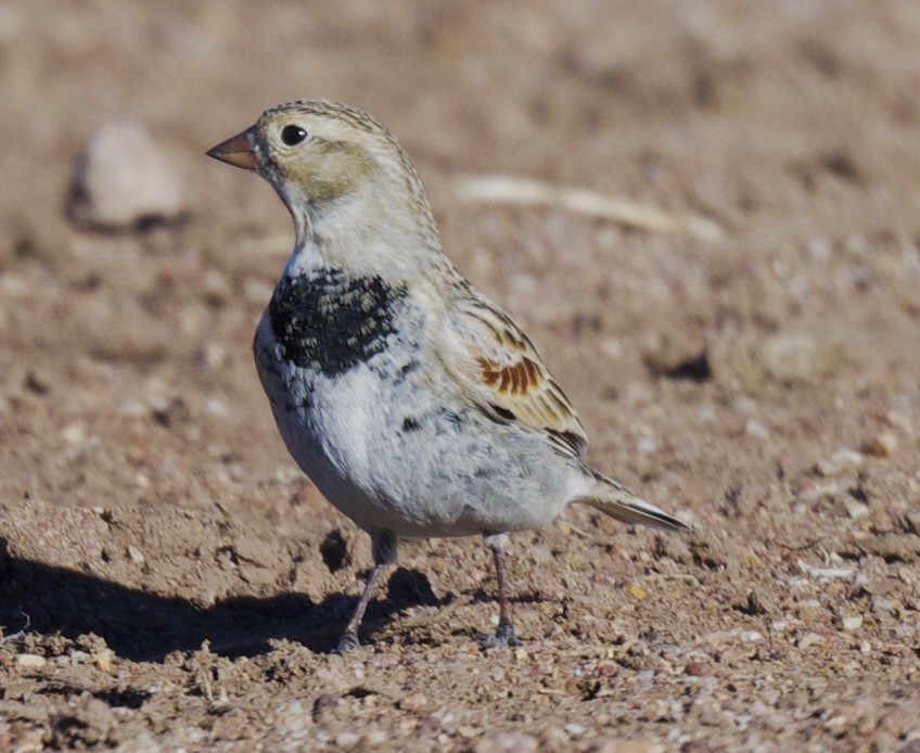 Thick-billed Longspur - ML614300502