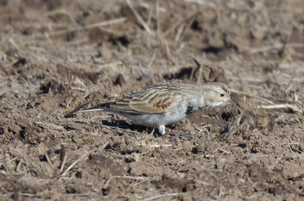 Thick-billed Longspur - ML614300506