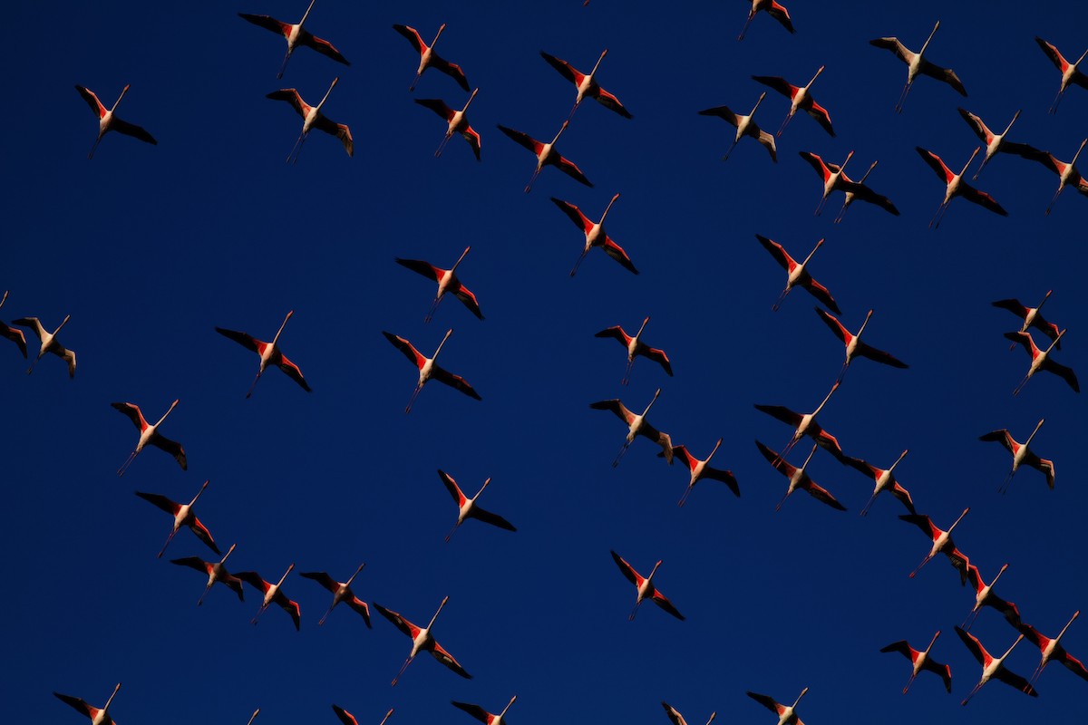 Greater Flamingo - Erik Groth-Andersen