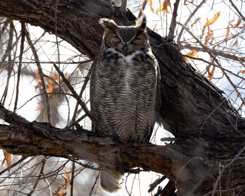 Great Horned Owl - ML614300867
