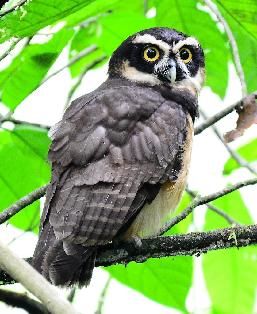Spectacled Owl - ML614300895