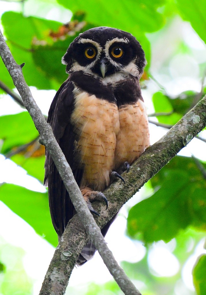 Spectacled Owl - ML614300896