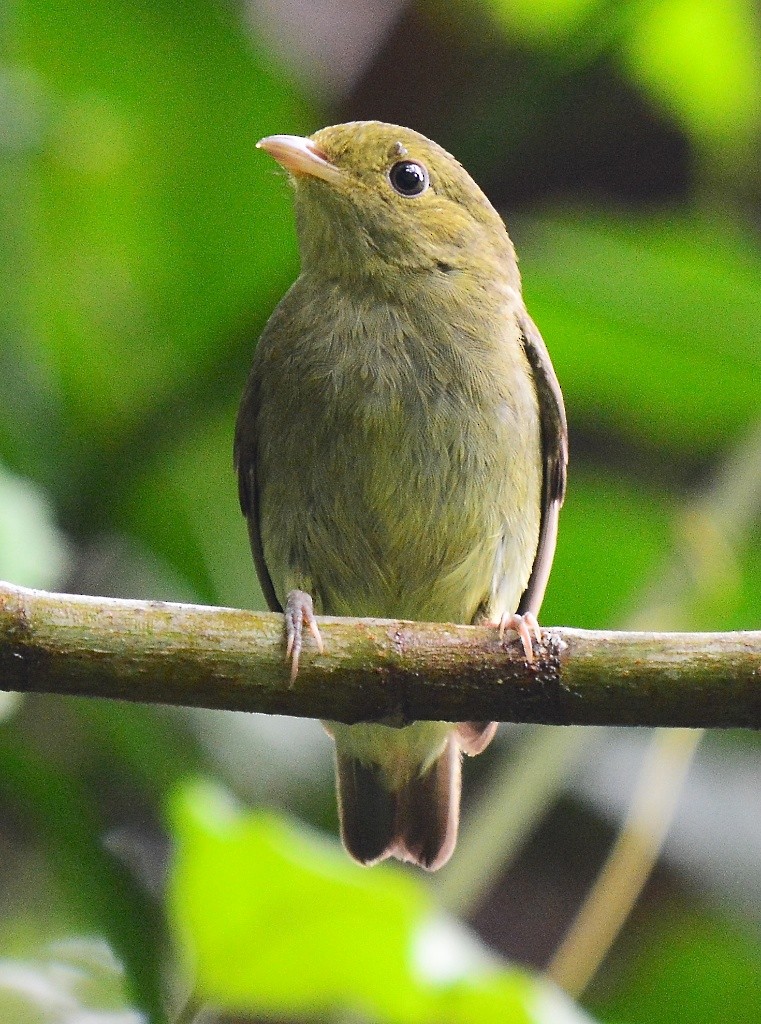 Red-capped Manakin - ML614300938