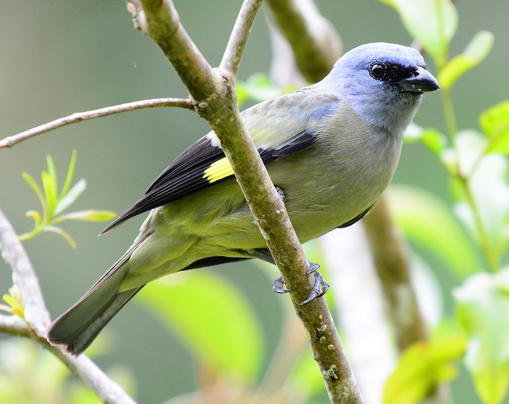 Yellow-winged Tanager - ML614300953