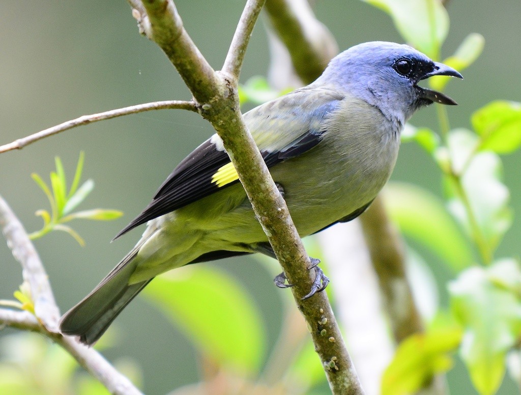Yellow-winged Tanager - ML614300954