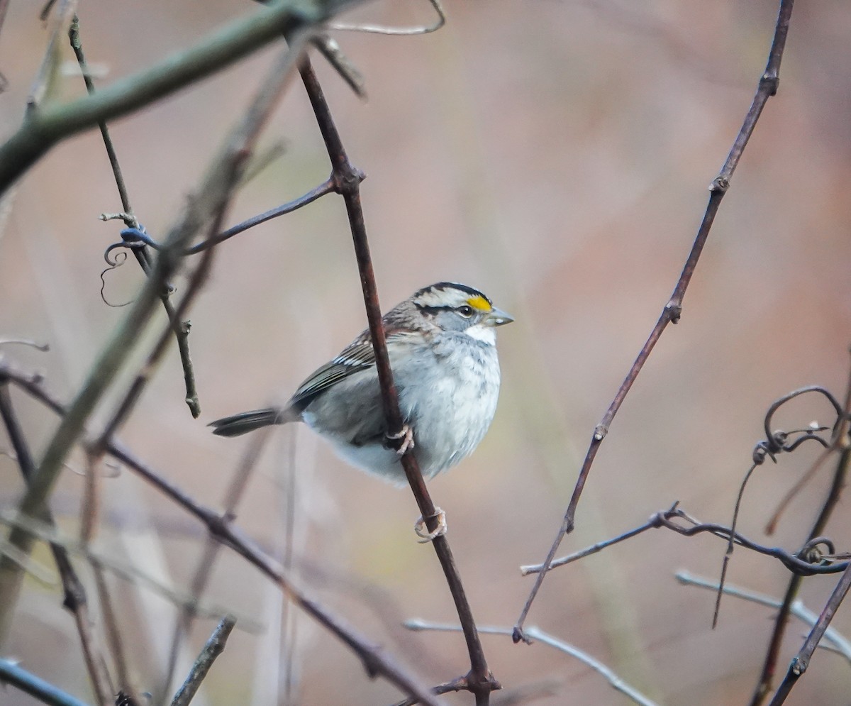 White-throated Sparrow - ML614301602