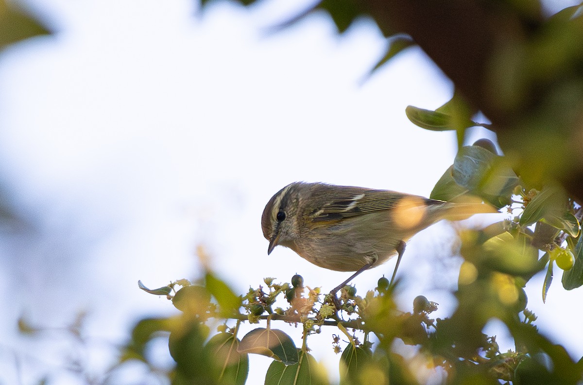 Hume's Warbler - ML614301805