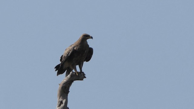 Greater Spotted Eagle - ML614302020