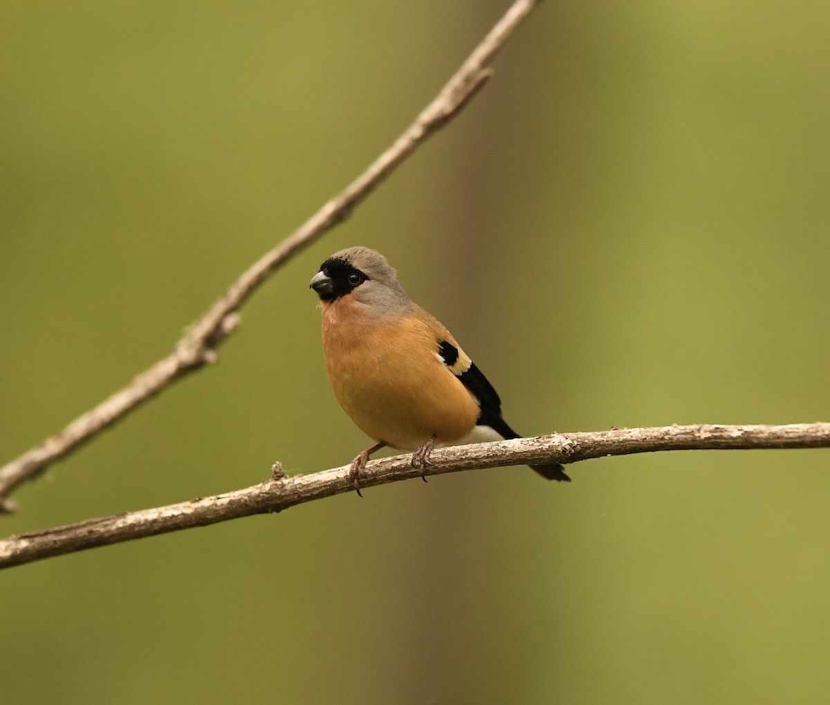 Orange Bullfinch - Trijal krishna