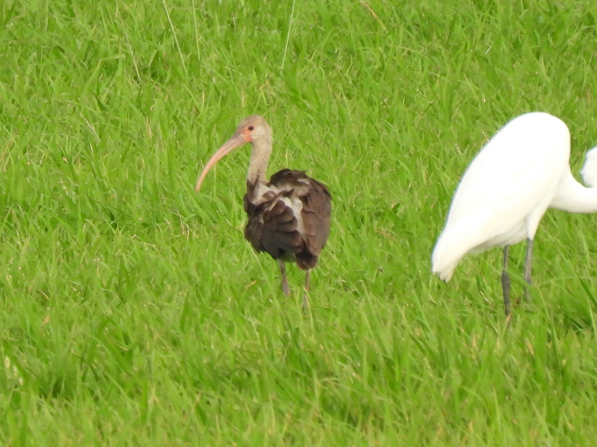 ibis bílý - ML614302401