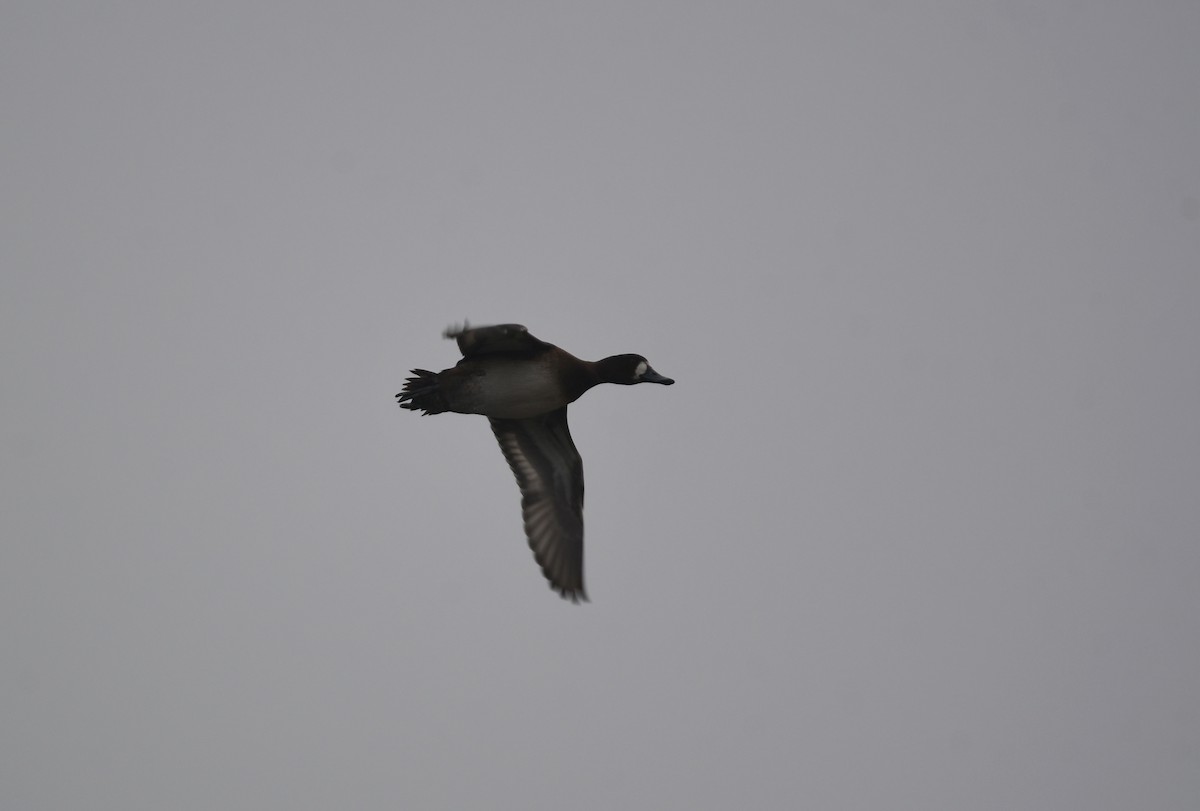 Greater Scaup - ML614302478