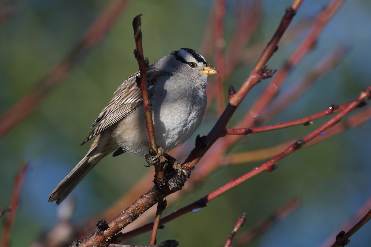 White-crowned Sparrow - ML614302662