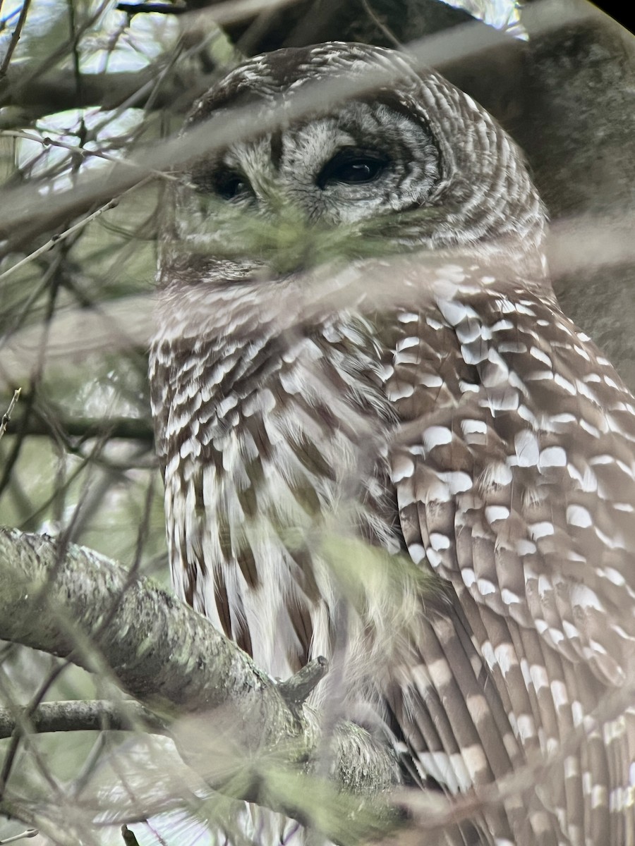 Barred Owl - ML614302972