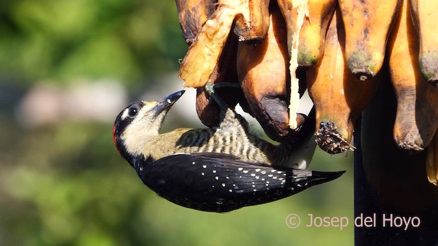 Black-cheeked Woodpecker - ML614303306