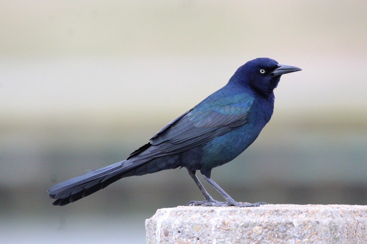 Boat-tailed Grackle - ML614304098